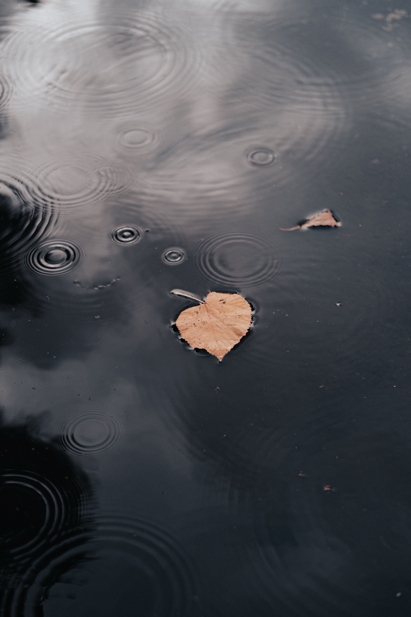 The Quiet Power of Humility by Tia Taylor